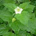 Physalis alkekengi